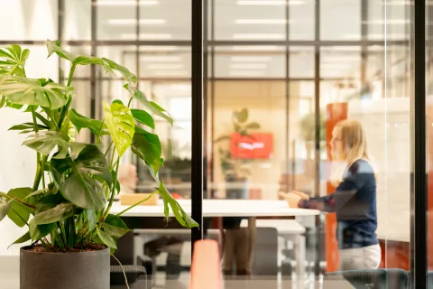 Planten in onze kantoren 